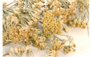 CİVANPERÇEMİ CİVANPERÇEMİ