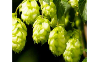 Şerbetçi Otunun Faydaları Şerbetçi Otunun Faydaları