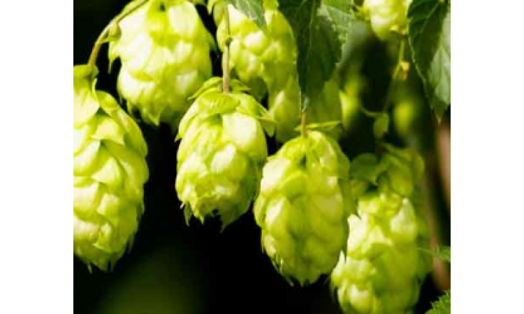 Şerbetçi Otunun Faydaları